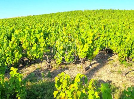 BEAUJOLAIS – Vineyard with modern winery - 4810LY