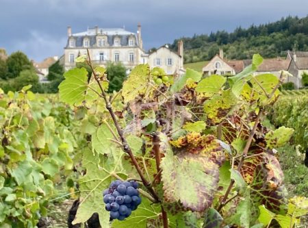 Château de Mercurey avec vue panoramique - 1718VA