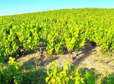 BEAUJOLAIS – Vineyard - 4810LY